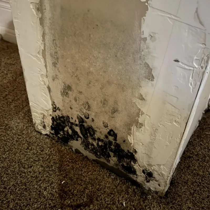 Professional Mold Removal in Union, WV